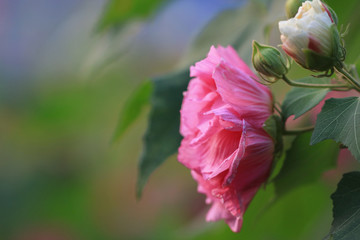 Confederate Rose Flower with nature back ground