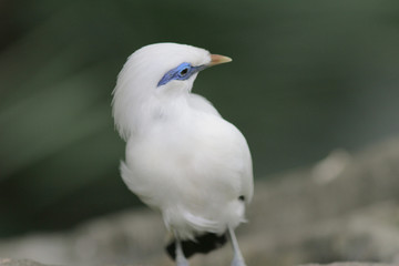 Bali myna Hong Kong Park in HK