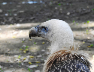 Birds. Zoo. White-headed vulture.