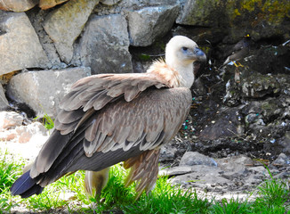 Birds. Zoo. White-headed vulture.