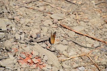 Vanessa cardui Butterfly on the soil ground.