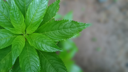 Green leaves with a blurry background