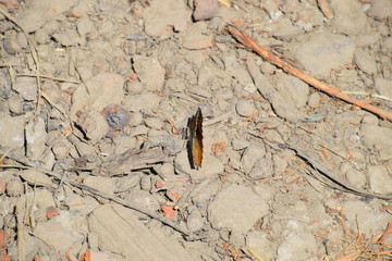 Vanessa cardui Butterfly on the soil ground.