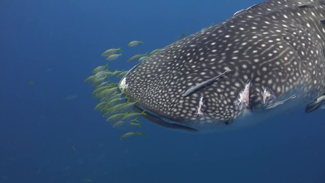 Whale shark with a scar on its face and a crowd of yellow pilot fish in front of it
