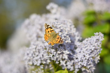 Butterfly Vanessa cardui on lilac flowers. Pollination blooming lilacs.