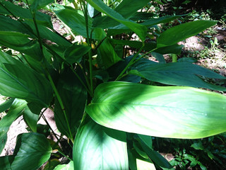 Indonesian Arrowroot fresh leaves. Maranta arundinacea