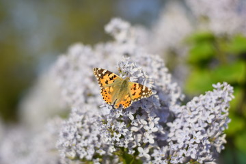 Butterfly Vanessa cardui on lilac flowers. Pollination blooming lilacs.