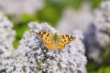 Butterfly Vanessa cardui on lilac flowers. Pollination blooming lilacs.
