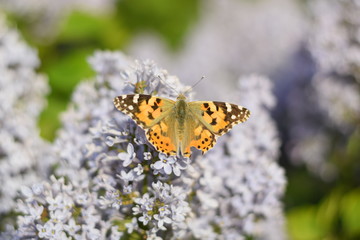Butterfly Vanessa cardui on lilac flowers. Pollination blooming lilacs.