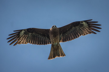 Japanese sparrowhawk