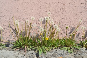 Dandelions on the background of pink peeling wall,urban landscape