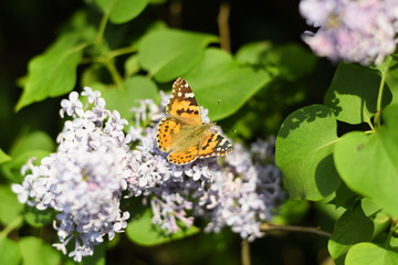 Butterfly Vanessa cardui on lilac flowers. Pollination blooming lilacs.