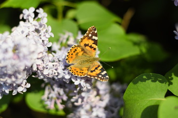 Obraz premium Butterfly Vanessa cardui on lilac flowers. Pollination blooming lilacs.