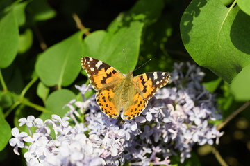 Butterfly Vanessa cardui on lilac flowers. Pollination blooming lilacs.