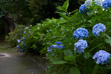 梅雨の季節、道の片隅に咲くアジサイの青い花