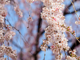 Beautiful Sakura flower or Cherry blossom blooming on flower season in japan