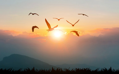 Naklejka premium Birds flying freedom on the mountains and sunlight silhouette