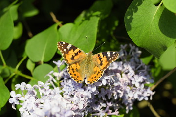 Butterfly Vanessa cardui on lilac flowers. Pollination blooming lilacs.