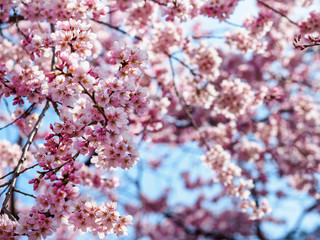 Sakura or cherry blossom flower full bloom in spring season at japan 