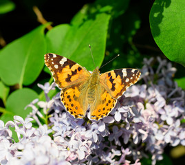 Fototapeta na wymiar Butterfly Vanessa cardui on lilac flowers. Pollination blooming lilacs.