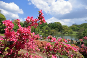 Obraz premium 六義園のツツジ