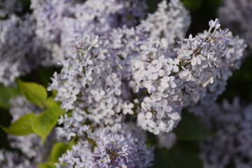 Flowers blooming lilac. Beautiful purple lilac flowers outdoors.