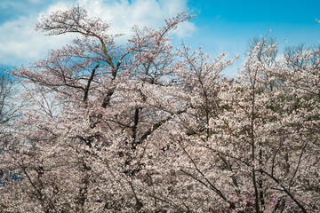 Beautiful white cherry blossoms in spring under a blue sky