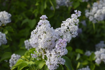 Flowers blooming lilac. Beautiful purple lilac flowers outdoors.