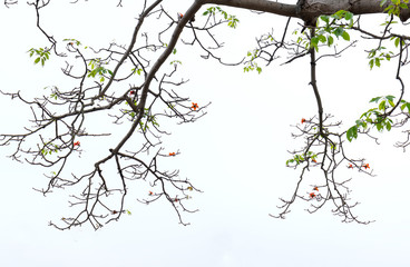 Silhouette Bombax Ceiba tree in rural Vietnam, so beautiful and peaceful