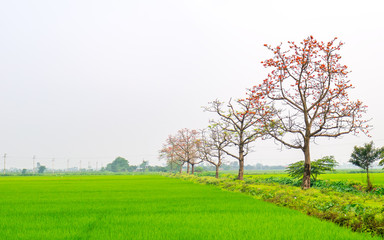 The beautiful Bombax Ceiba tree blooms in spring. This flower works as a medicine to treat inflammation, detoxification, antiseptic, blood circulation is very useful for human health