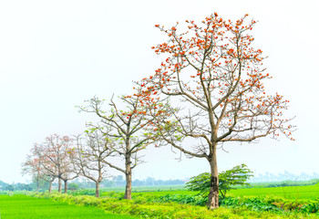 Fototapeta premium The beautiful Bombax Ceiba tree blooms in spring. This flower works as a medicine to treat inflammation, detoxification, antiseptic, blood circulation is very useful for human health