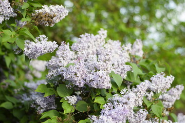 Obraz premium Flowers blooming lilac. Beautiful purple lilac flowers outdoors.