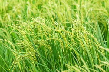 Beautiful green rice grains in the fields