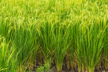 Fototapeta premium Beautiful green rice grains in the fields
