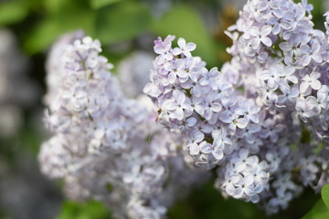 Flowers blooming lilac. Beautiful purple lilac flowers outdoors.