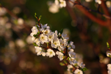 flowering plants in the spring may garden