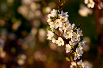 flowering plants in the spring may garden