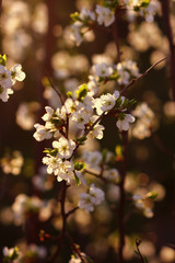 flowering plants in the spring may garden