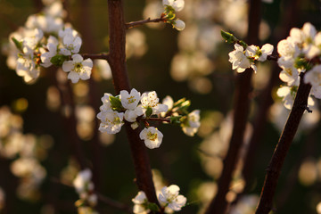 flowering plants in the spring may garden