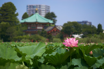 Fototapeta na wymiar 東京の上野公園、夏の名物「ハス」の咲く池の風景