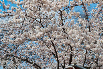 Beautiful Sakura flower or Cherry blossom blooming on flower season in japan
