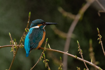 kingfisher2