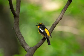 Narcissus Flycatcher