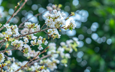 Blooming pink cherry blossoms flower in spring season
