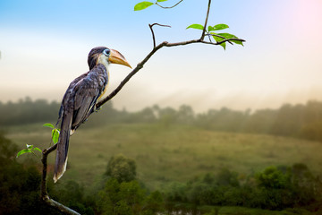 Austen's Brown Hornbill on branch in nature