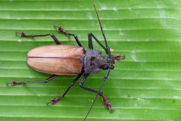 Giant Fijian longhorn beetle from island Koh Phangan, Thailand. Closeup, macro. Giant Fijian long-horned beetle, Xixuthrus heros is one of largest living insect species.Large tropical beetle species