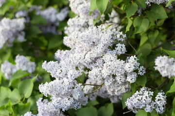 Flowers blooming lilac. Beautiful purple lilac flowers outdoors.