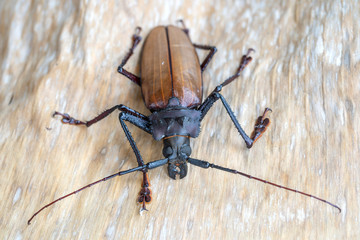Giant Fijian longhorn beetle from island Koh Phangan, Thailand. Closeup, macro. Giant Fijian long-horned beetle, Xixuthrus heros is one of largest living insect species.Large tropical beetle species
