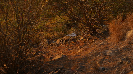 piedras y plantas de cerro