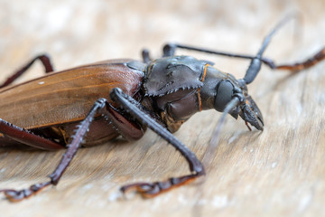 Giant Fijian longhorn beetle from island Koh Phangan, Thailand. Closeup, macro. Giant Fijian long-horned beetle, Xixuthrus heros is one of largest living insect species.Large tropical beetle species